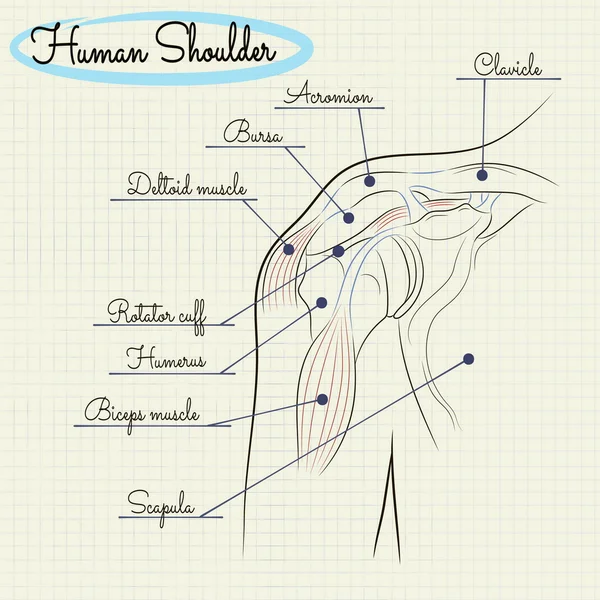 Anatomy of the human shoulder — Stock Vector
