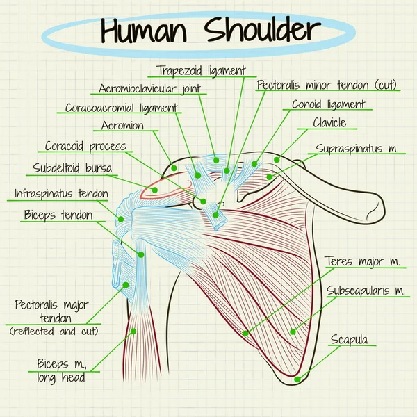 Anatomia do detalhe humano do ombro —  Vetores de Stock