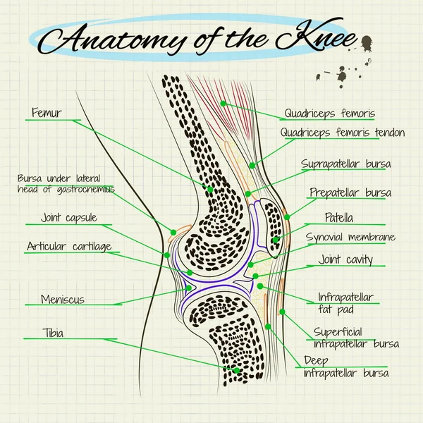 Структура колена — стоковый вектор