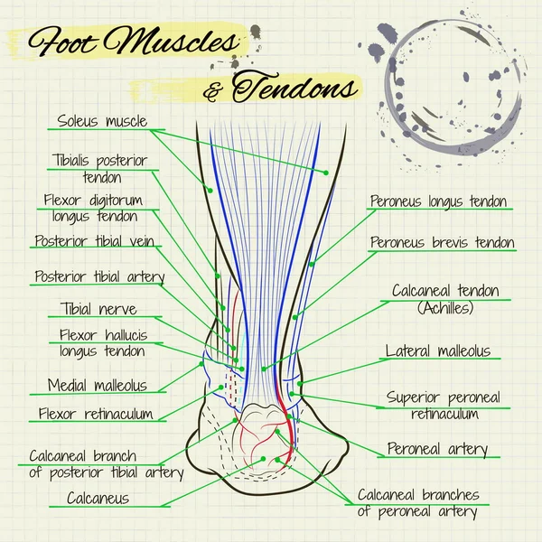 Bagian belakang kaki manusia. - Stok Vektor