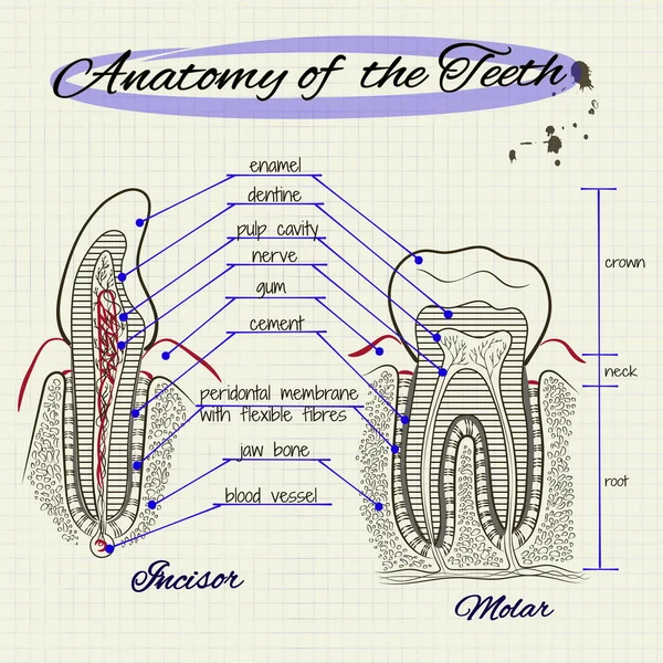 A estrutura do dente humano —  Vetores de Stock