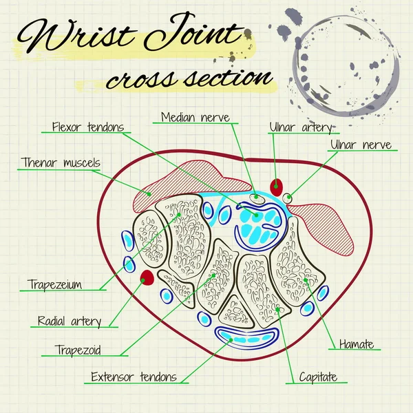Фасція людського зап'ястя — стоковий вектор