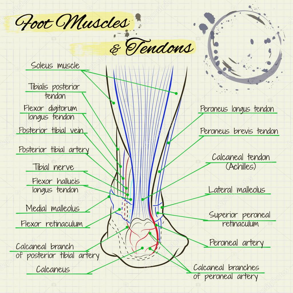 2 760 Tendon Vectors Free Royalty Free Tendon Vector Images Depositphotos