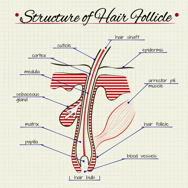 La structure des cheveux humains — Image vectorielle