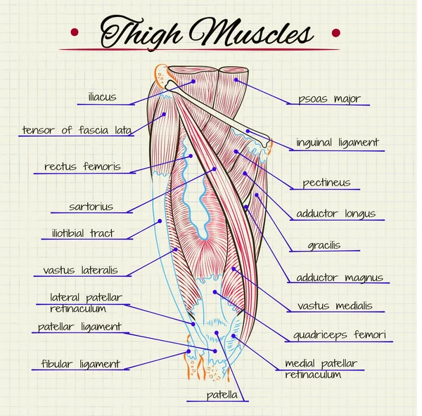 กล้ามเนื้อต้นขาของมนุษย์ — ภาพเวกเตอร์สต็อก