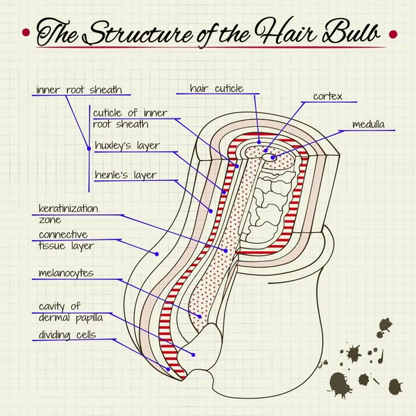 Estructura del cabello humano — Vector de stock