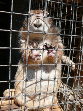 hücredeki bir sıçan