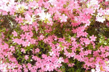 Bush ile pembe çiçekler