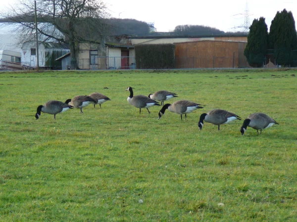 Canadian geese — Stock Photo, Image