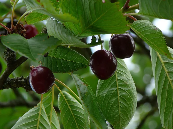 Ciliegie tra le foglie — Foto Stock