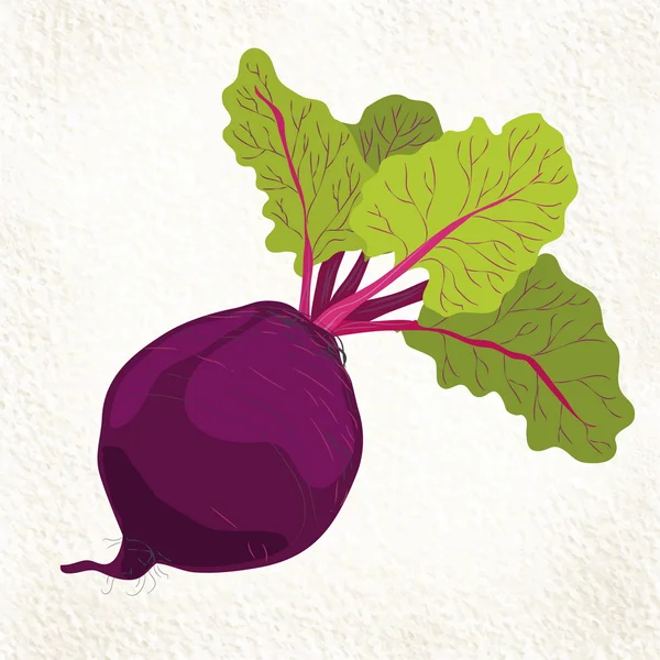 Raw beets with leaves — Stock Vector