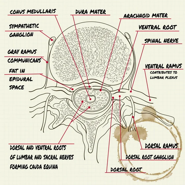 古いノートのページに人間の脊椎の構造 — ストックベクタ