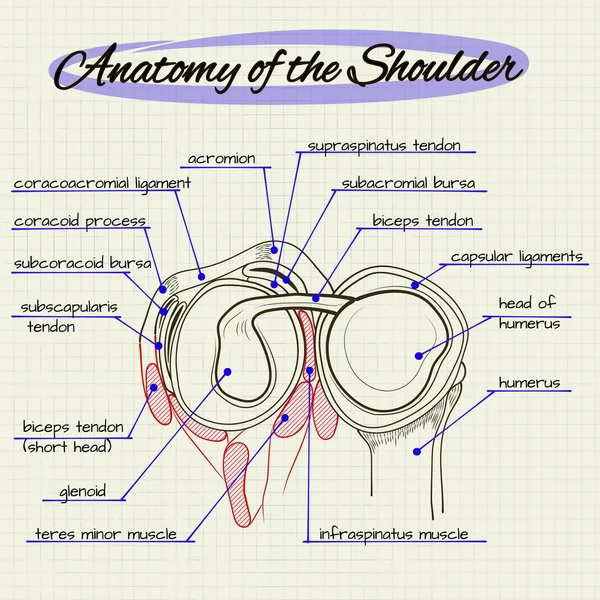 Structure of the human shoulder — Stock Vector