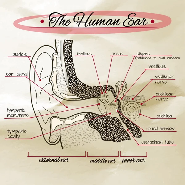 Структура человеческого уха на старой бумаге — стоковый вектор