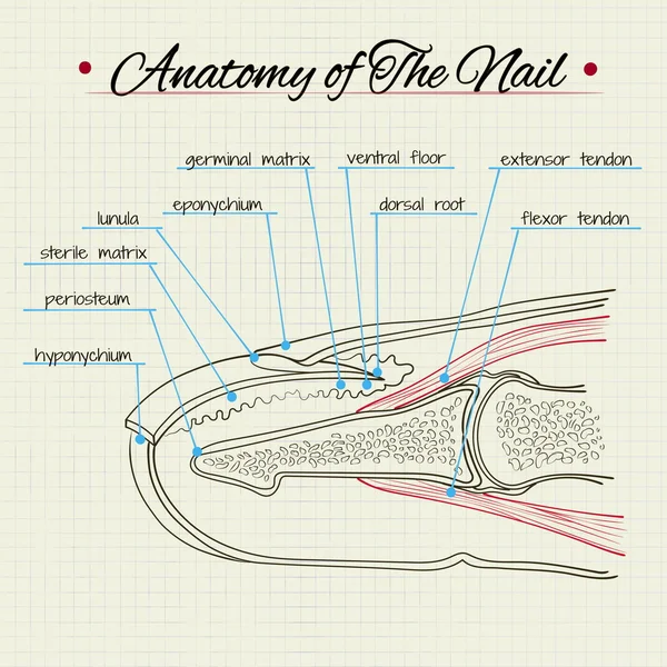 Анатомія нігтя — стоковий вектор