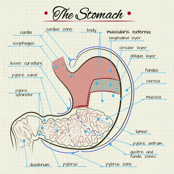 Anatomie žaludku — Stockový vektor