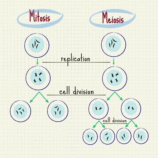 Mitosis y meiosis — Vector de stock