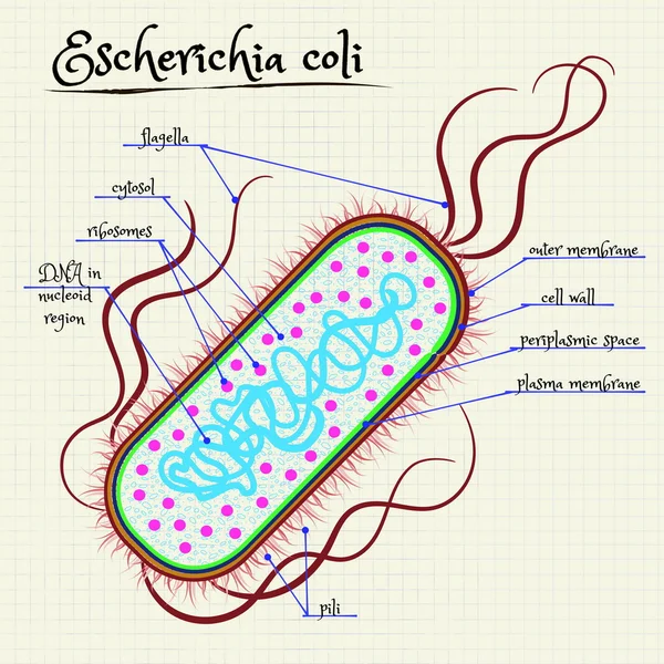 Escherichia coli felépítése — Stock Vector