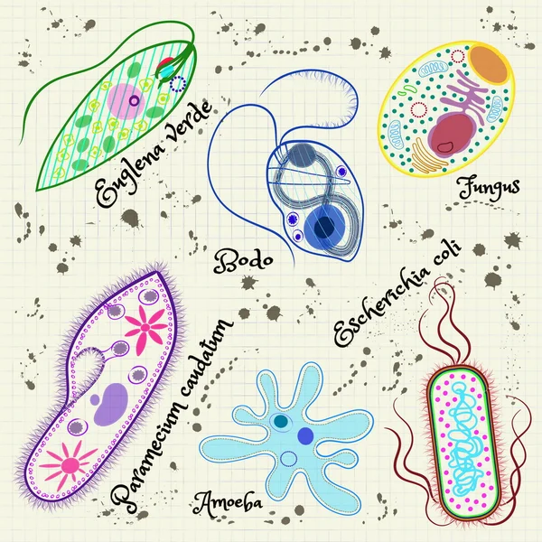 単細胞微生物 6 個 — ストックベクタ