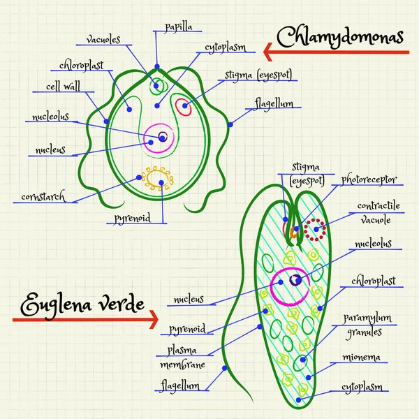 La estructura de Chlamydomonas y Euglena — Archivo Imágenes Vectoriales