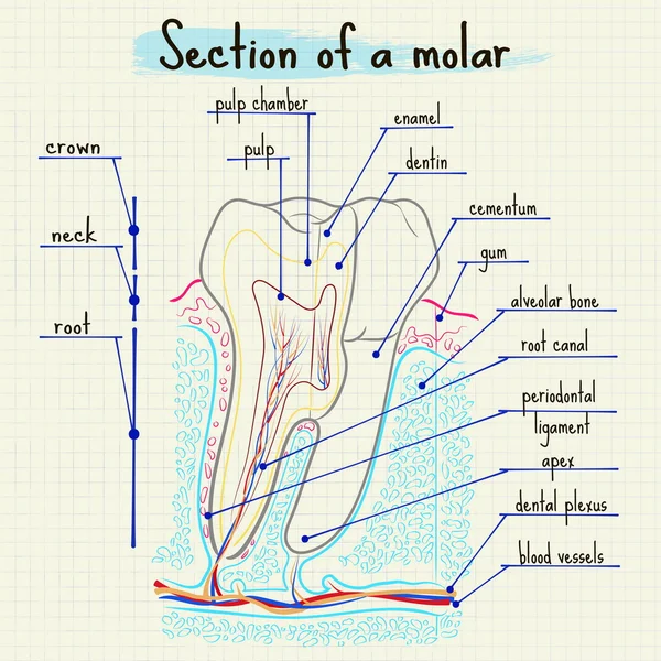 Structure de la dent humaine — Image vectorielle