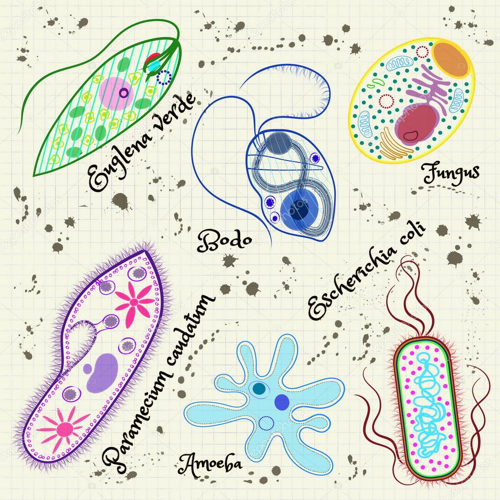 celled microorganisms six pieces