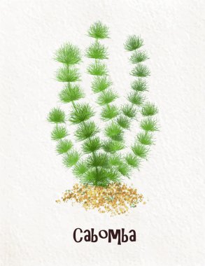 akvaryum bitki cabomba