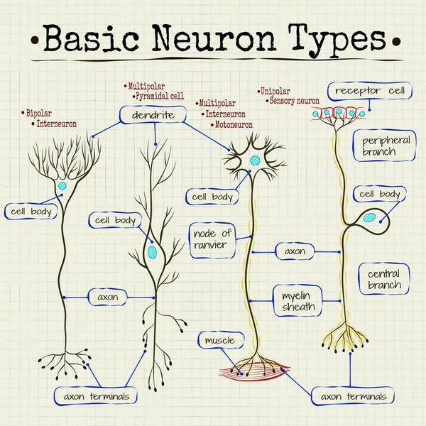 neurons temel tür