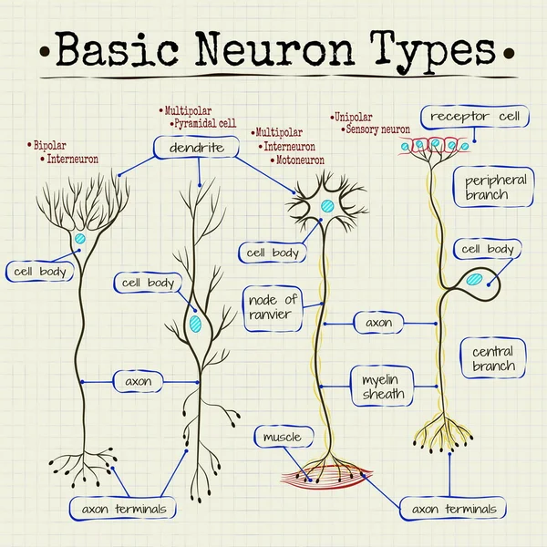 Βασικοί τύποι νευρώνων — Διανυσματικό Αρχείο