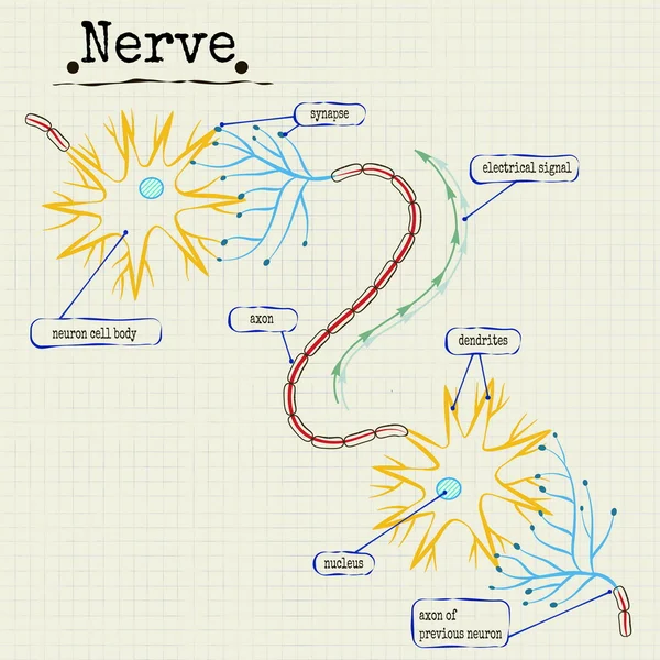 insan sinir yapısı