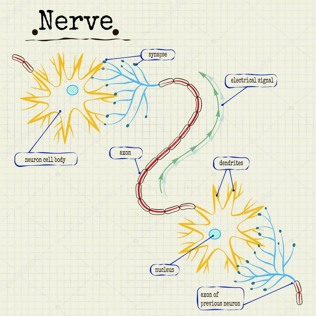 the human nerve structure