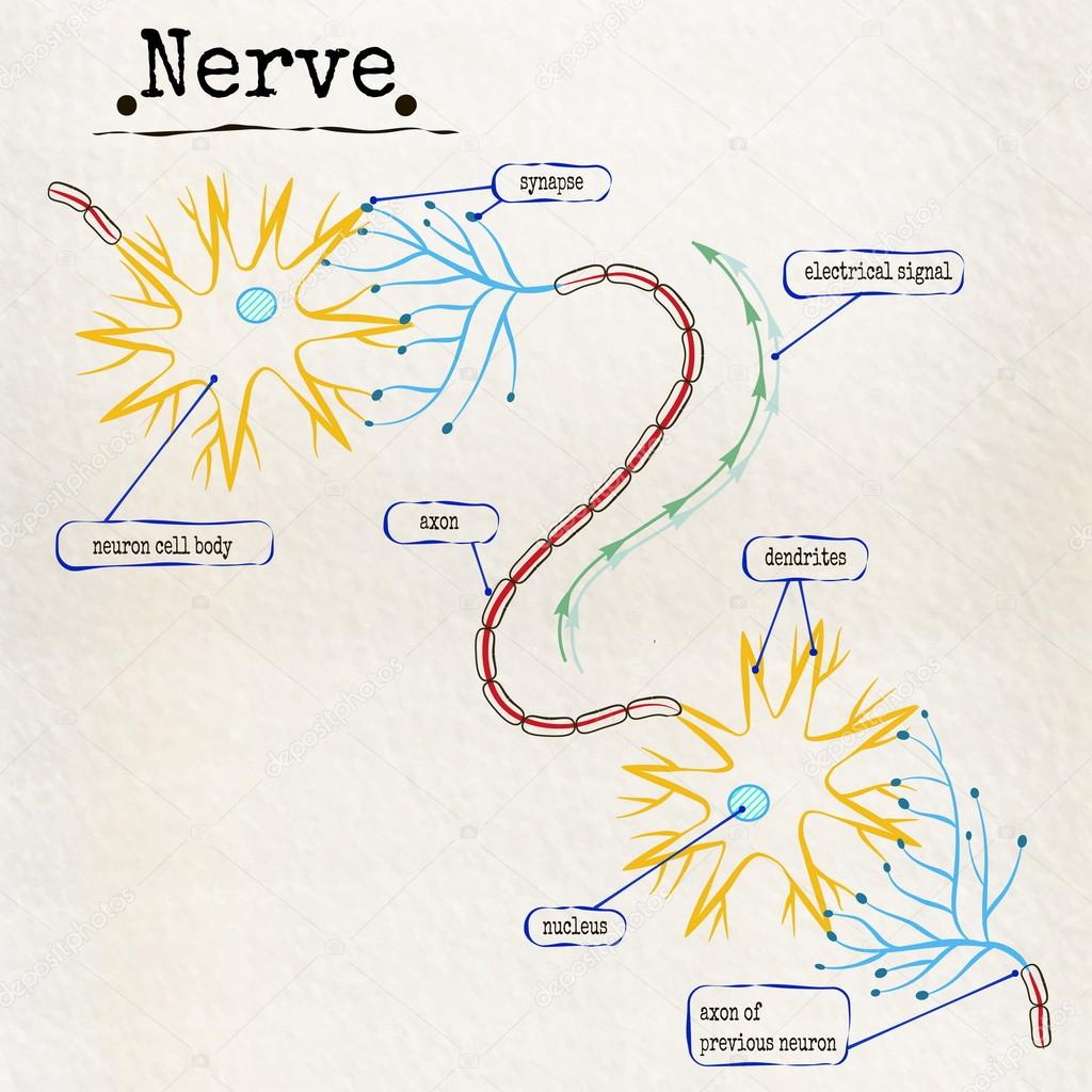 structure of the human nerve