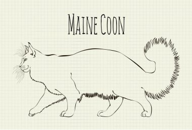 Maine Coon çizim vektör