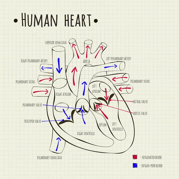 Bir insan kalp diyagramı — Stok Vektör