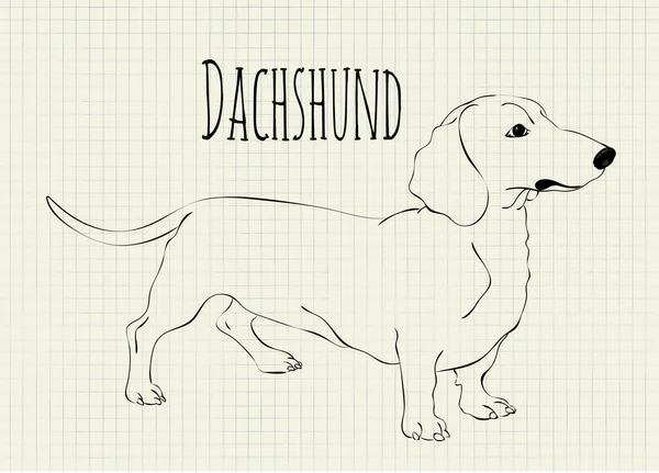 Ilustración vectorial dachshund — Archivo Imágenes Vectoriales