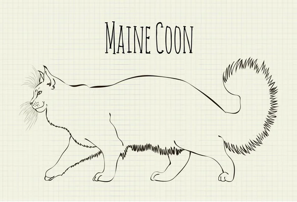 Vector tekening Maine Coon — Stockvector