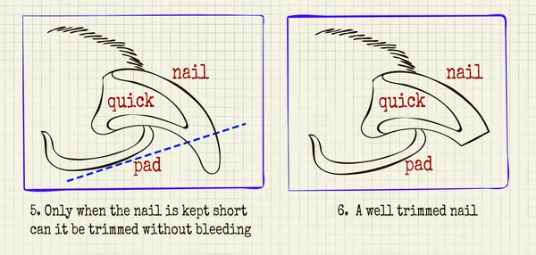 Vector εικονογράφηση ζώο ιπποκόμος νύχια — Διανυσματικό Αρχείο