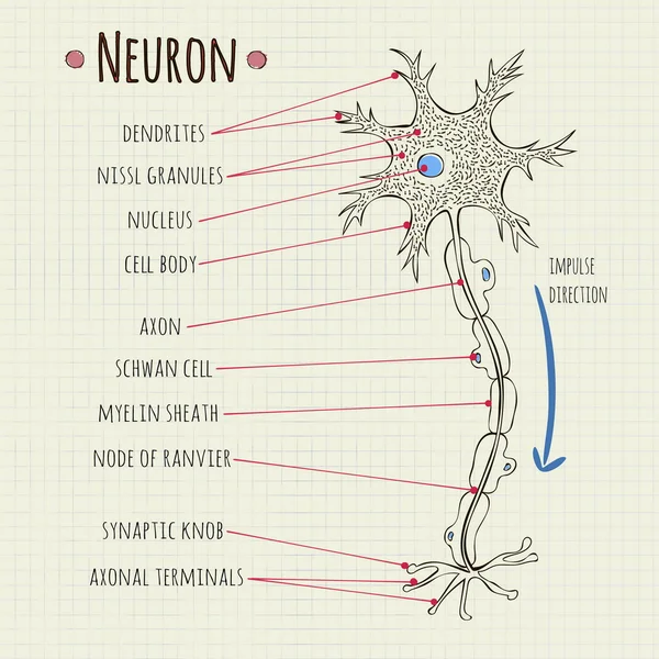 Vector illustratie neuron grafiek — Stockvector