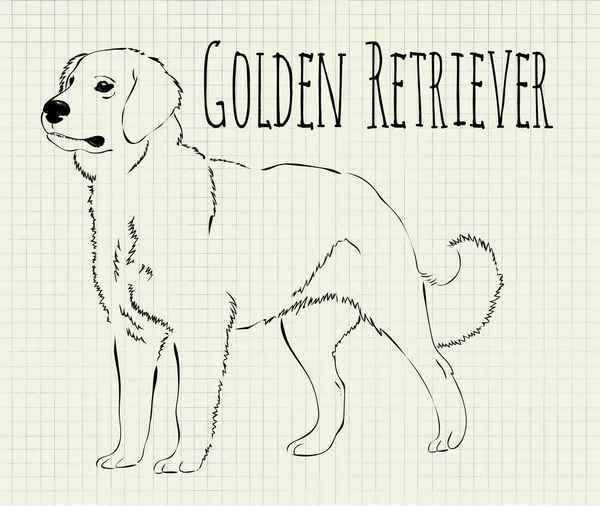 Ilustración vectorial golden retriever — Archivo Imágenes Vectoriales