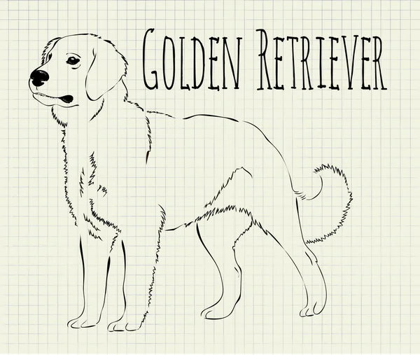 Vektör çizim golden retriever — Stok Vektör