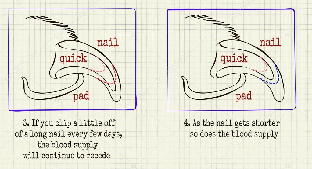 vector illustration animal grooming claws