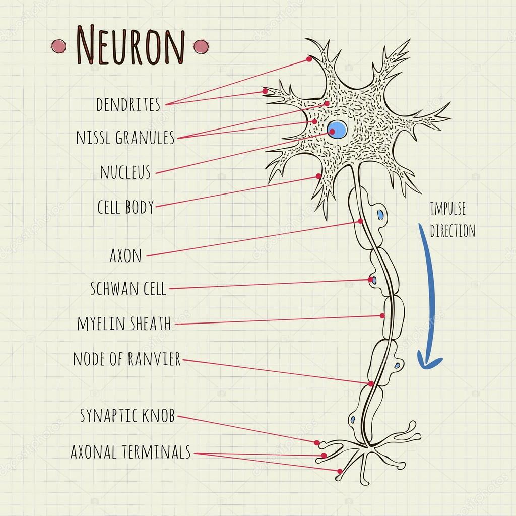 vector illustration neuron chart