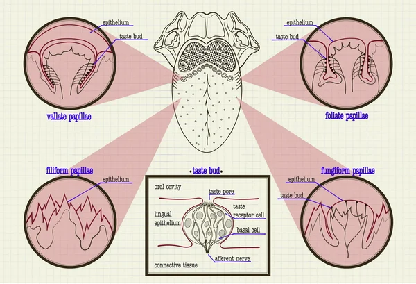 Schéma de couleurs types de bourgeons langue humaine — Image vectorielle
