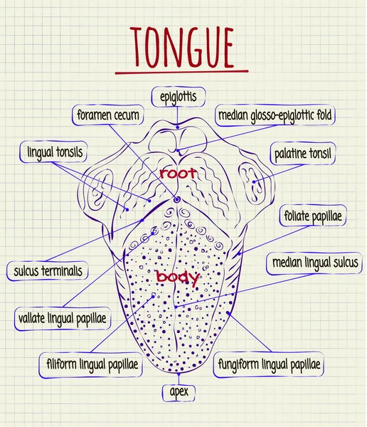 Diagram of the anatomy of human tongue — Stock Vector