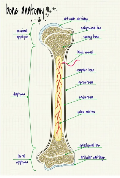 해부학 인간의 뼈 — 스톡 벡터