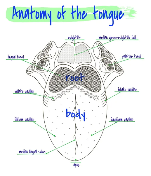 Anatomía de la lengua humana — Vector de stock