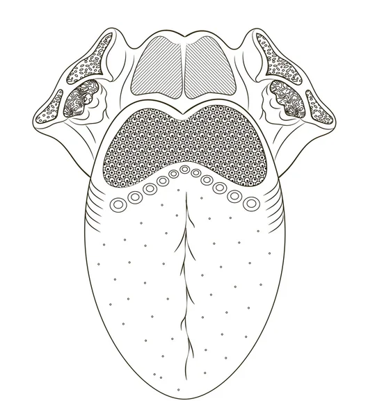 Język człowieka — Wektor stockowy