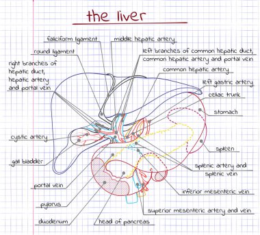 karaciğer ve ilgili organların çizimi