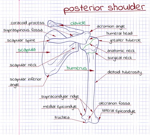 Illustration of the structure of the human shoulder posterior — Stock Vector