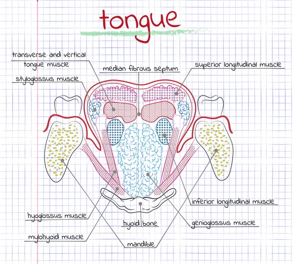 Illustration of the structure human tongue — Stock Vector